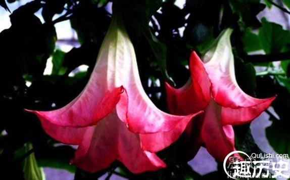 曼陀罗1,曼陀罗曼陀罗是一种有毒的花,可以说是世界上最毒的植物了