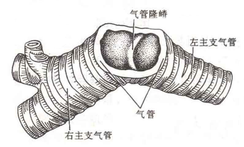 正常人体气管解剖示意图-人体解剖图