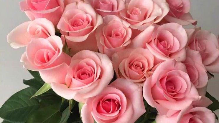 粉佳人玫瑰是由国外引进的品种,花型漂亮,是浅粉色系,层次感强,看起来