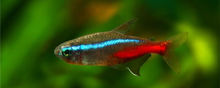 红绿灯鱼如何繁殖多大可以生小鱼