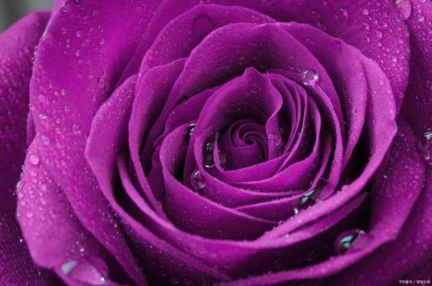 紫玫瑰花仿佛一位充满神秘感的女子,她的颜色是神奇而美丽的紫色,让人