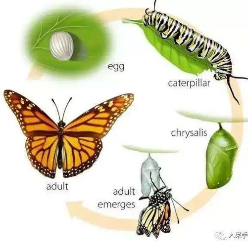 经历从卵,幼虫,蛹最后成虫三次大变身蝴蝶的百变"虫"生跟随导师领略
