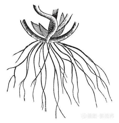 根的例证根是任何植物或树的重要组成部分因为它有助于培育和保留食物