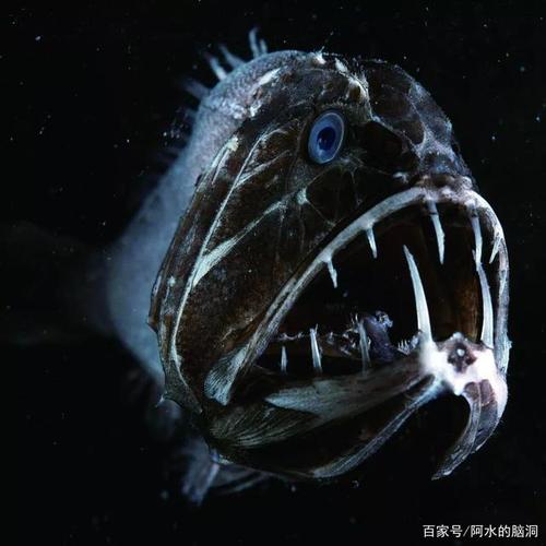 存在与深海中的十种恐怖生物你知道几个?