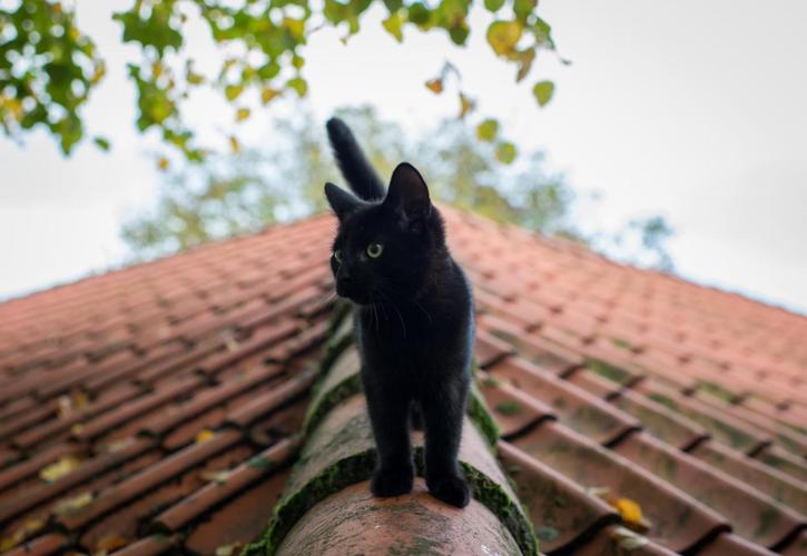 小黑猫夏天屋顶