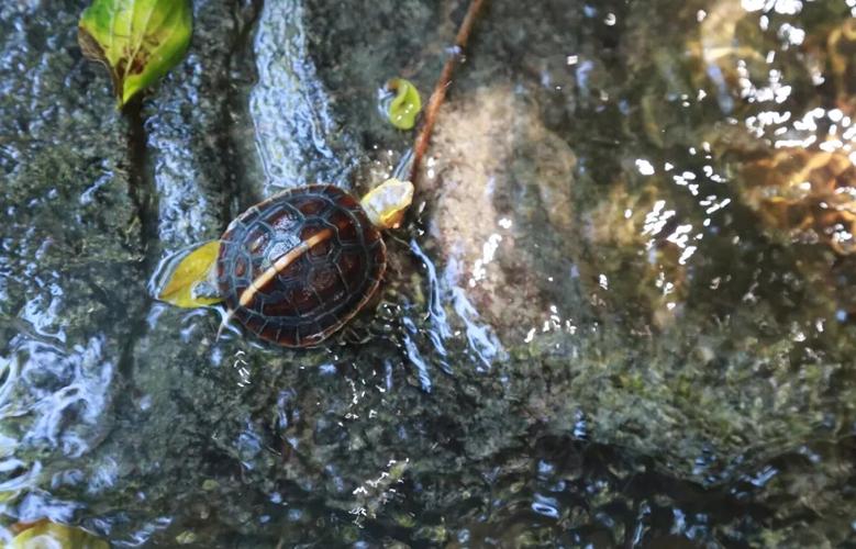 黄缘闭壳龟仿生态环境中的湿度控制