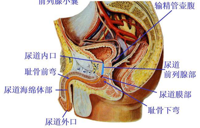 大脑动脉环(willis环):由前交通动脉,大脑前动脉,颈内动脉,后交通