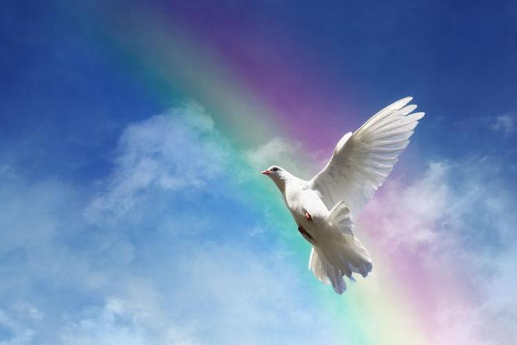 在彩虹蓝天白云下飞行的鸽子