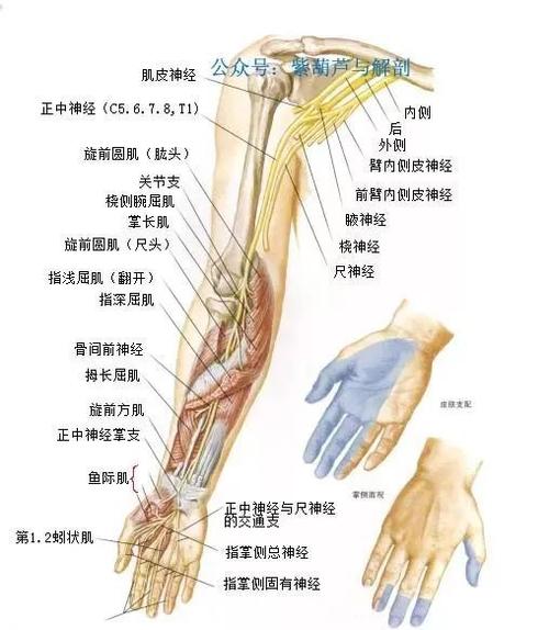 分布于喙肱肌,肱二头肌和肱肌,然后作为前臂外侧皮神经至前臂