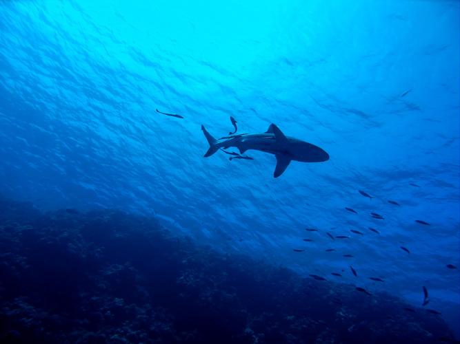 海洋动物,鱼,鲨鱼,海洋世界海洋中的鲨鱼图片 海洋动物,鱼,鲨鱼