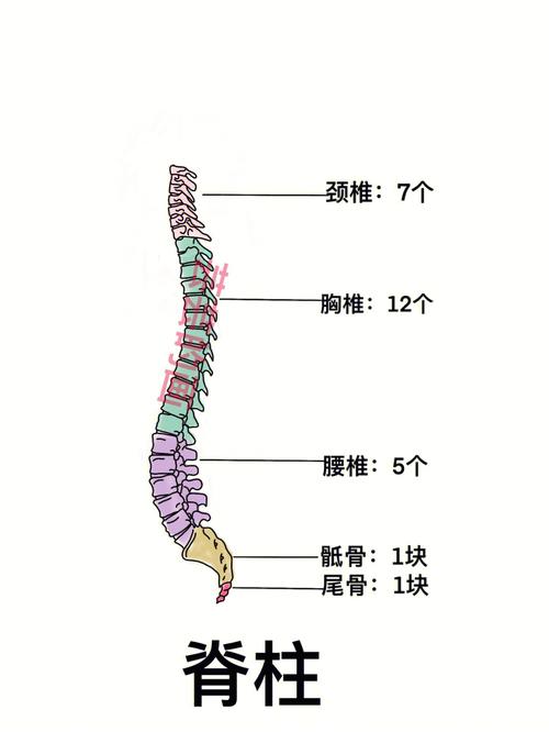 有齿突3隆椎(第7颈椎) :棘突特别长,末端不分叉04胸椎(12节):有横突