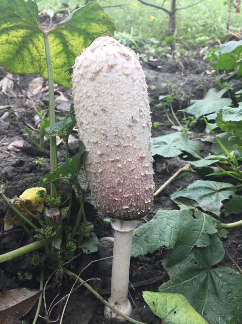 在门口菜地发现了一朵菌类或是蘑菇,有点大,二十公分高,有人知道这是