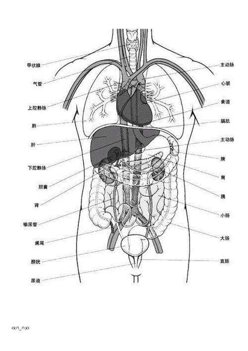 人体内脏结构穴位医学图谱14幅高清版精选doc16页