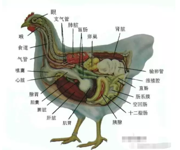 鸡脖和鸭脖上含有胸腺,是免疫器官.