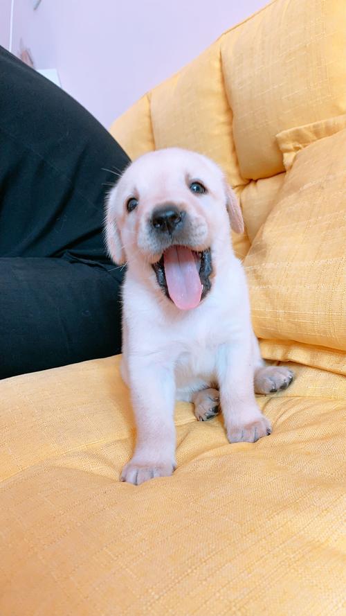 【图】九个月拉布拉多犬幼犬3000元转让爱犬 拉布拉多 9个月剩1只待售