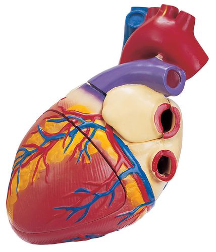 人体心脏模型示意图-人体解剖图