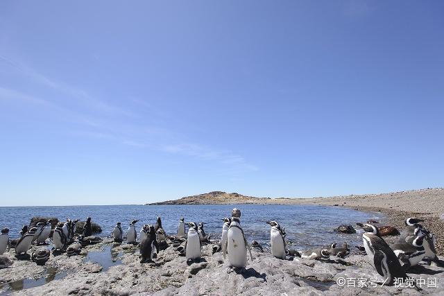 世界上最"怕冷"的企鹅,一辈子只生活在热带与世隔绝的海岛上