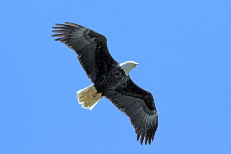 黑老鹰在白天飞行海滩公园高清壁纸