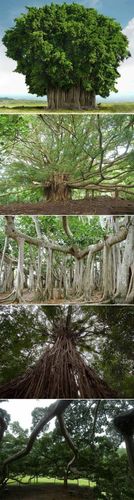 [【世界上树冠最大的树:孟加拉榕树 】] 俗话说,"大树底下好乘凉".