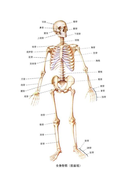 系统解剖学图谱运动系统1