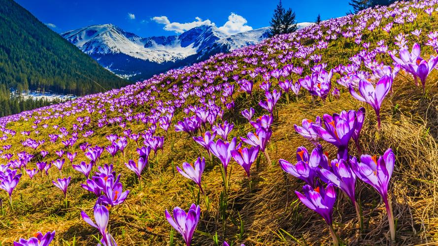 壁纸 紫色番红花,花,山,雪,春天