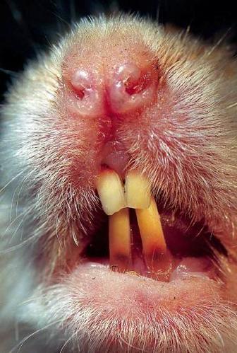 人的牙齿,长到合适大小后,齿根封闭,不再有齿质和血液流入,牙停止生长