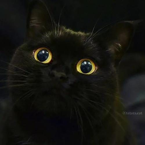 谁说黑猫不可爱!这位霓虹铲屎官镜头里的黑猫,简直就是小天使|黑猫|猫