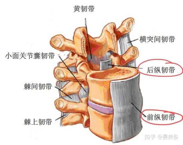 突出,其中一个主要的解剖结构因素是前纵韧带和后