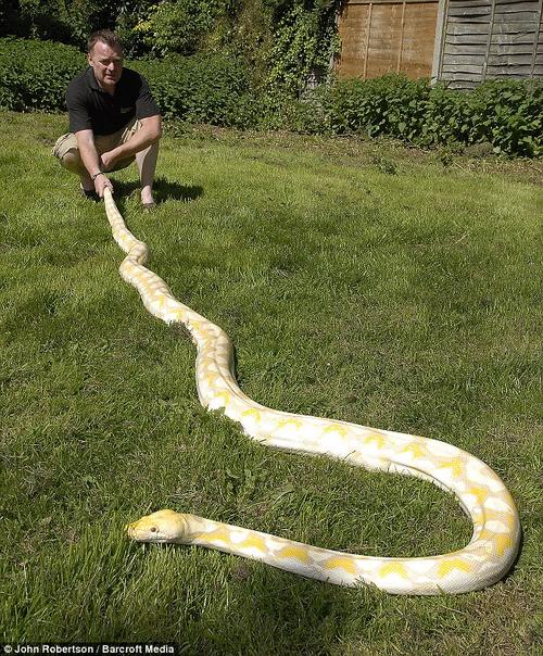 【转载】女孩养5米长黄金蟒蛇当宠物