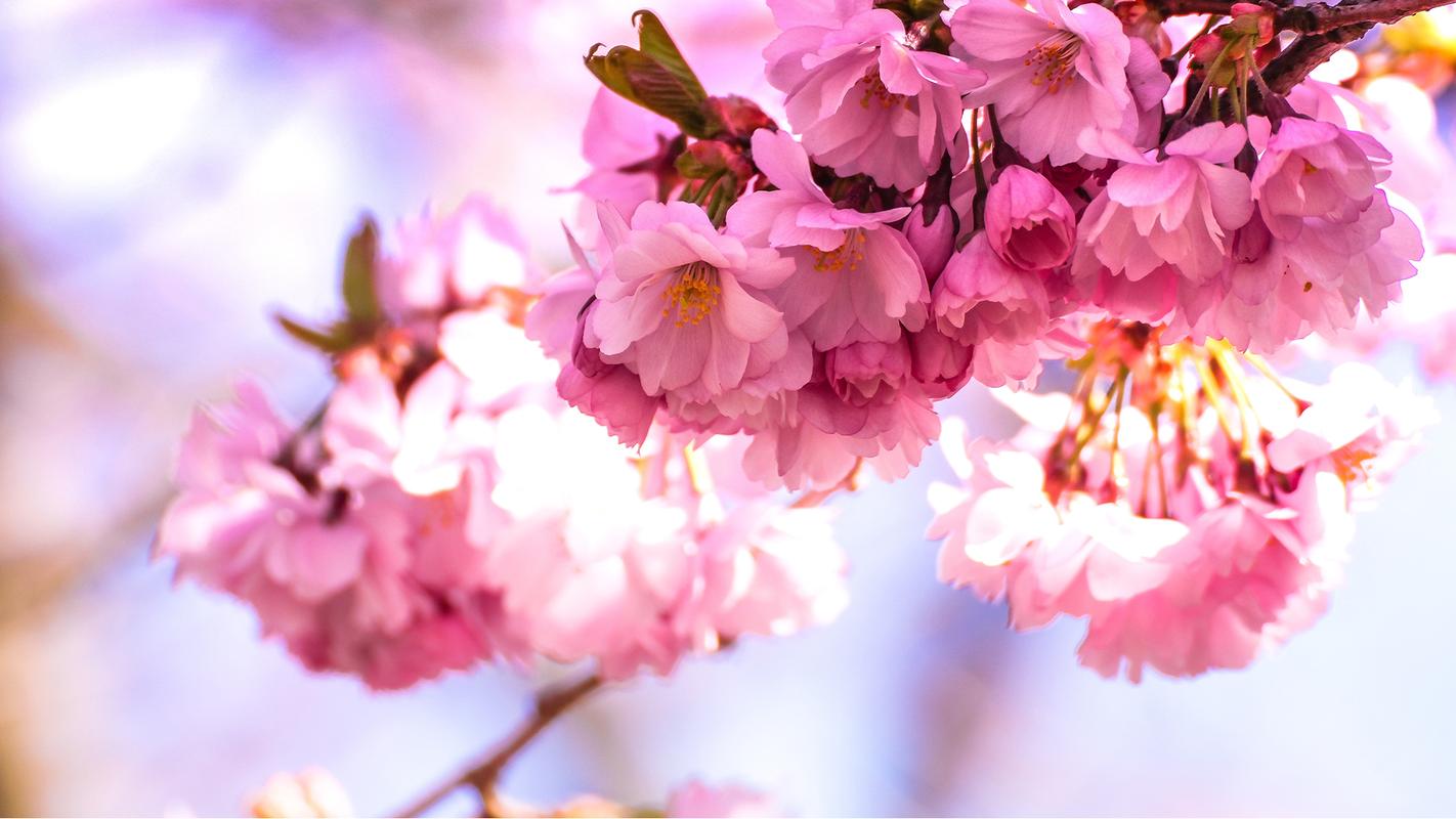 唯美娇嫩的樱花摄影高清宽屏壁纸