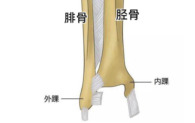 分别叫胫骨和腓骨,胫骨在小腿内侧,腓骨在小腿外侧,两个骨头并排走着