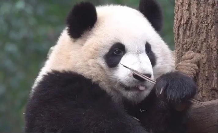 大熊猫福多多  小多多的吐舌头卖萌 真的可爱死了 #来这吸 - 抖音