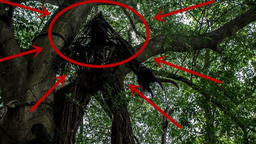 恐怖世界上最诡异的树6000年来食人无数为何没被砍掉