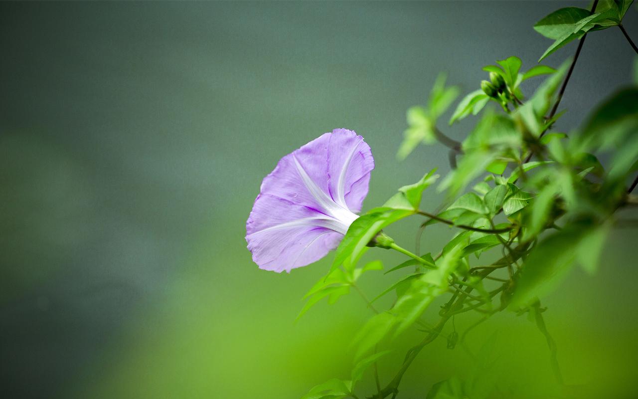 绿色护眼花卉植物微距摄影高清图片壁纸