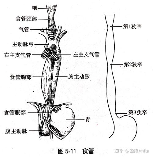 食管及三个生理性狭窄(后面观)食道与呼吸道口腔腺及其排泄管道不同