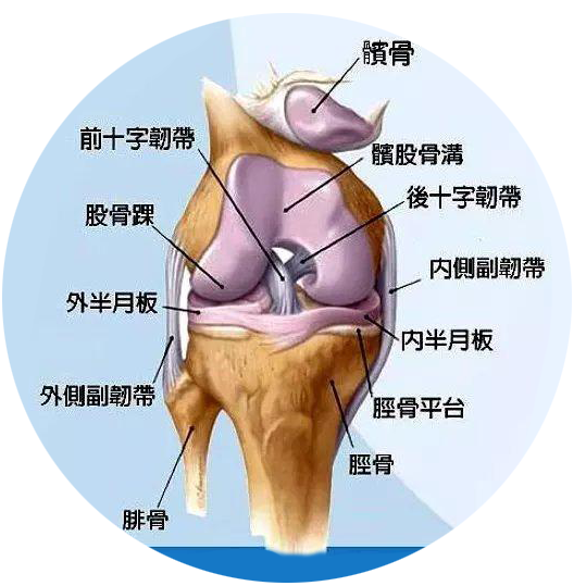 属于滑车关节;髌骨与股骨髌面相接,股骨的内,外侧髁分别与胫骨的内
