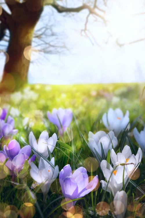 抽象阳光明媚的春天背景素材-高清图片-摄影照片-寻图免费打包下载