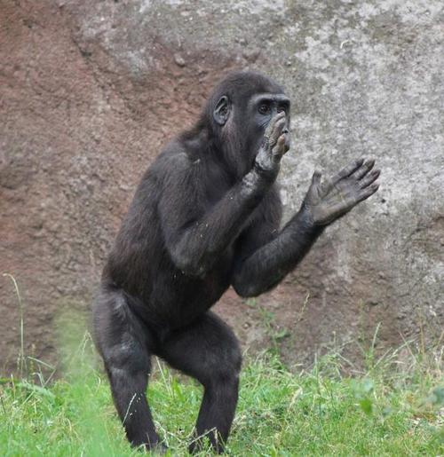 捷克动物园的大猩猩见人类就鼓掌跺脚饲养员它很有灵性
