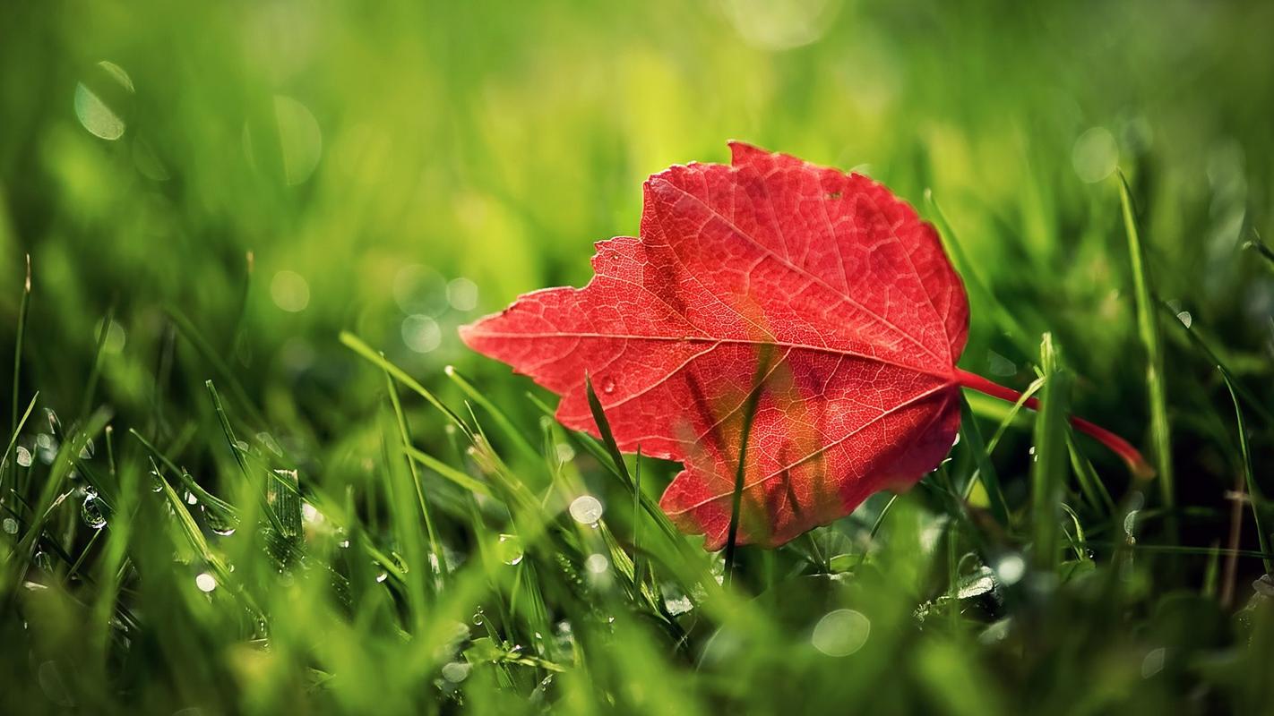 秋季是春夏秋冬四季之一.秋季的时候,自然景观最明显的变化在树木上面