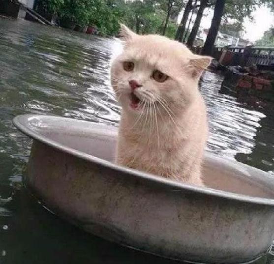 正文  家乡发大水,主人家里的猫咪被困在了大水中,这可把主人急坏了