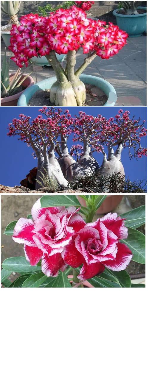 沙漠玫瑰(desert rose)是种坚强而又随意的花,它的具有毒性,可是能在