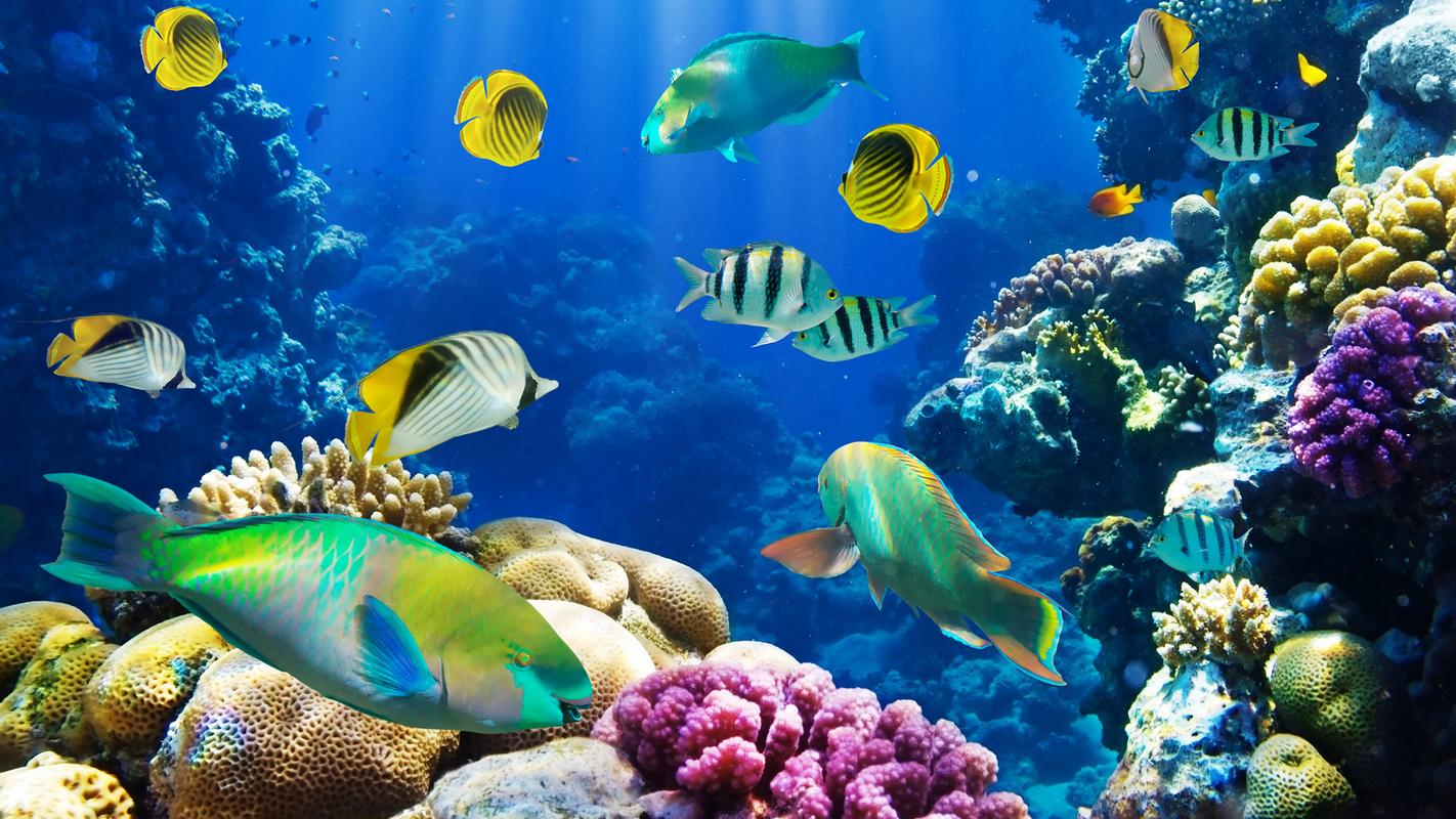海底珊瑚鱼群唯美图片高清桌面壁纸