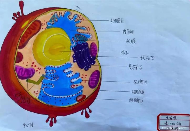 把细胞画出来生物绘图比赛兴趣浓北京宽高四子王实验学校