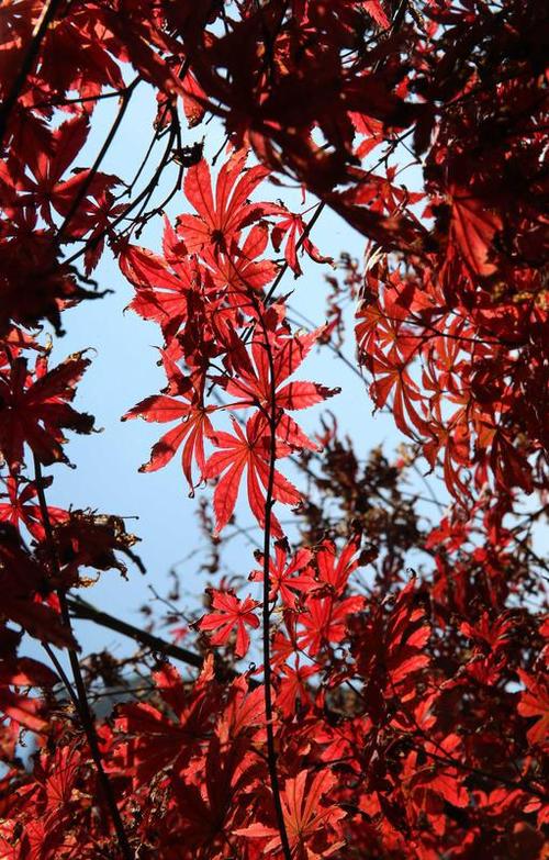 秋叶红秋色浓