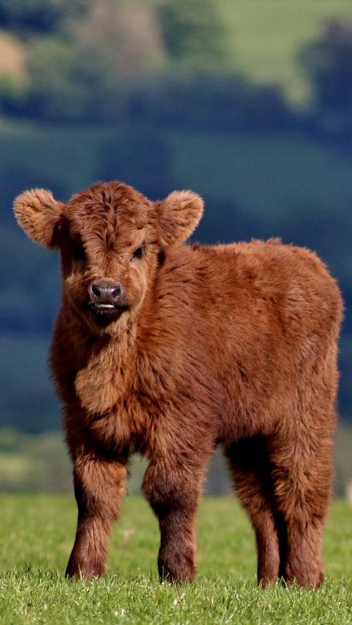 毛茸茸的牛,幼崽,棕色 iphone 壁纸