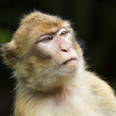 好看的猴子头像图片可爱机灵的巴巴利猕猴图片