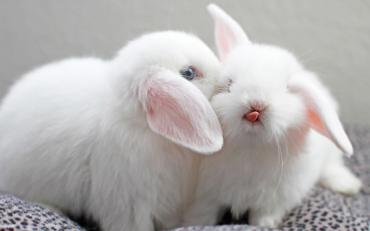 可爱萌系小白兔壁纸_超萌有趣小兔子_动物壁纸_精品库