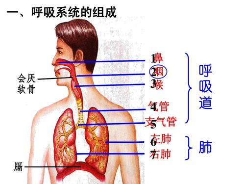 一,呼吸系统的组成 会厌 软骨 鼻 1 咽 2 3 喉 气管 4 支气管 5 左肺