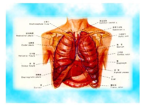 标题:人体肺部生理结构图-生理结构图 肺位于胸中,上通喉咙,左右各一