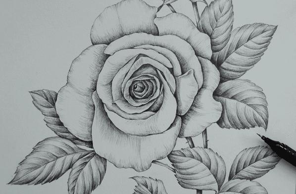 简单花卉素描画绘画图片分享-浪漫的玫瑰花
